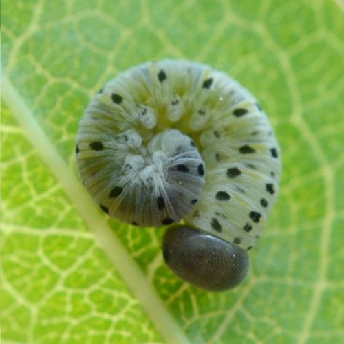 Cimbex quadrimaculatus